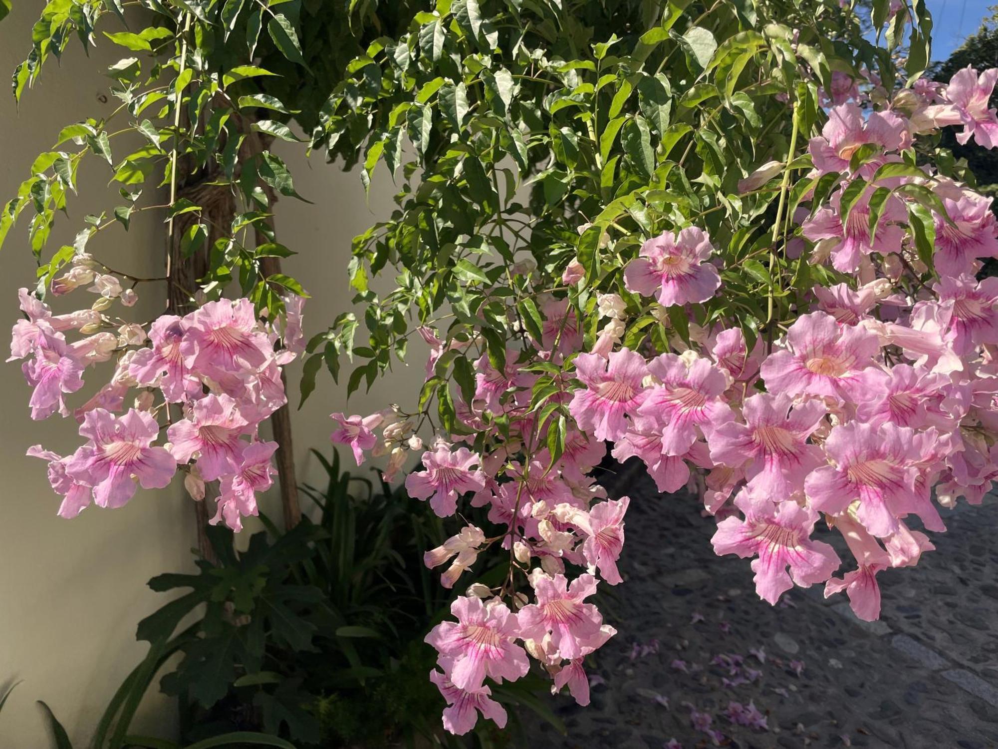 Boutique Hotel Maravilla - Marbella Benahavís Exteriör bild